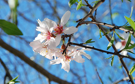 menina do laranjal11